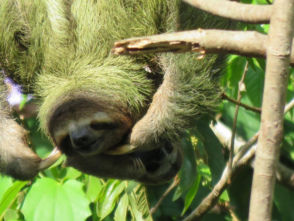 Aparthotel Jungle Creek Manuel Antonio Zewnętrze zdjęcie